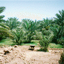 Waarom werd Fatimah Zahra radiallahu anha s’nachts begraven ?