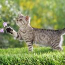 De metgezel waarover Allah tevreden is (Abu Bakr).