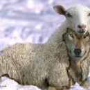 Slachtofferrol sjiieten onterecht gesterkt door NRC, Trouw & UVT.