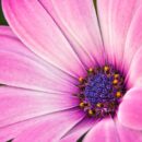 Ex-Sjiiet: Een Iraanse zuster.