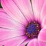 Hadith al Ifk: laster aangaande ‘Aa-ieshah