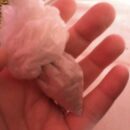 Het nalatenschap van een Ex-Sjiiet.