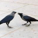 Geloven sjiieten dat Ali de laatste Profeet is?