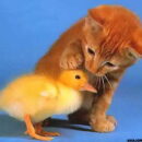 [18+] Iraakse soldaten en Bashar maken zich schuldig aan grootschalige dierenmishandeling.