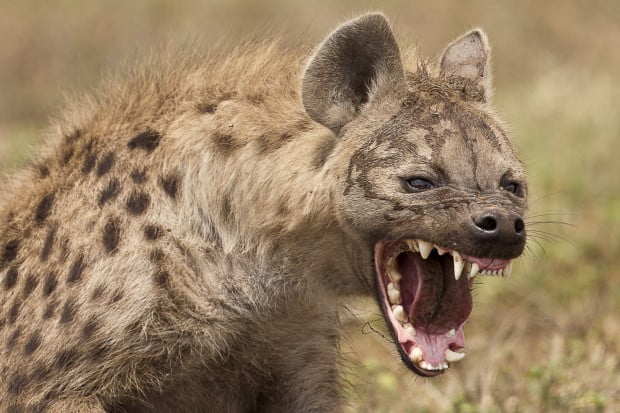 Hyena